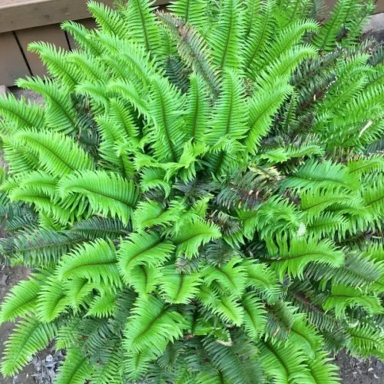 Native Gardening in the Willamette Valley