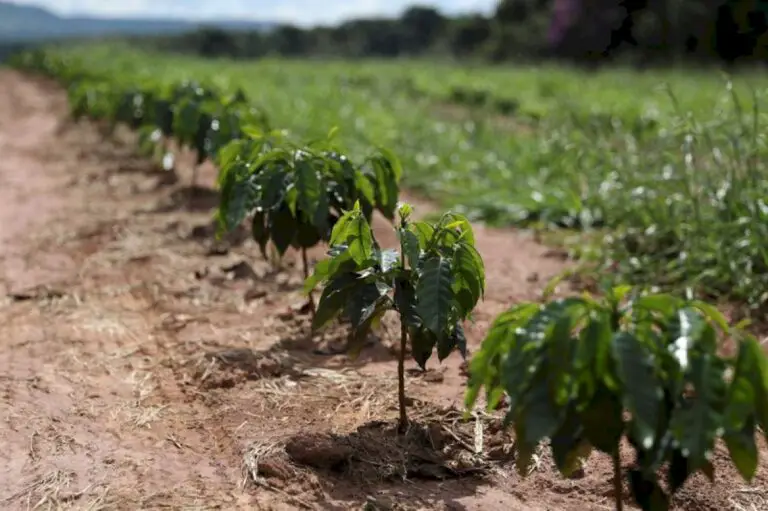 Coffee prices seen rising slightly by end-2020 despite higher surplus: Reuters poll