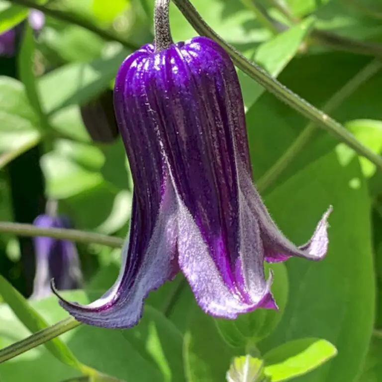 Flowers From Upstate New York