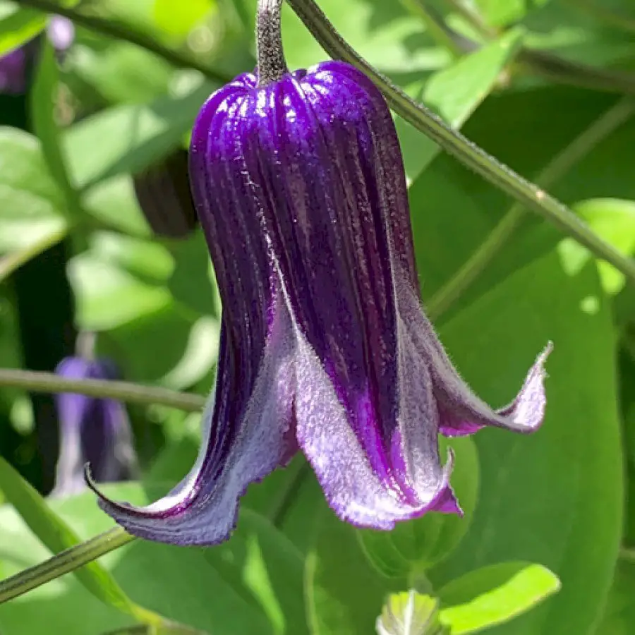 flowers-from-upstate-new-york