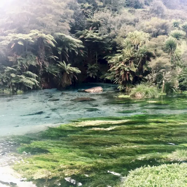 Relax at the Natural Hot Pools at Ngawha Springs in New Zealand