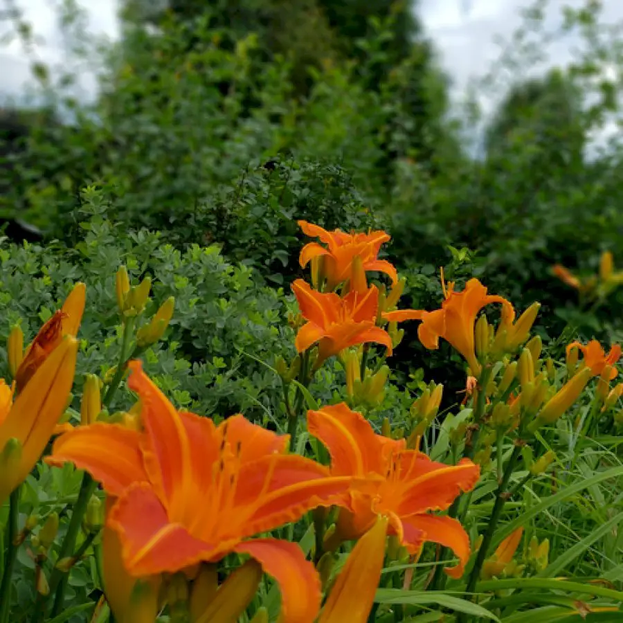 july-in-arkansas