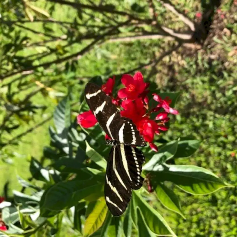 Florida Flowers