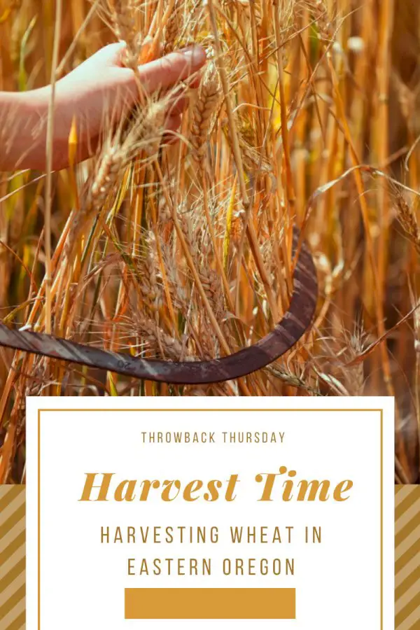 Remembering Harvest Time – Harvesting Wheat In Eastern Oregon