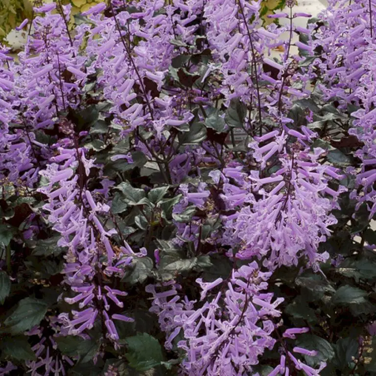 Drought-Tolerant Shade Perennials for Northern California