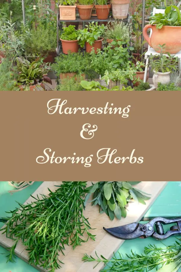 Growing Potted Herbs: Tips For Harvesting Herbs