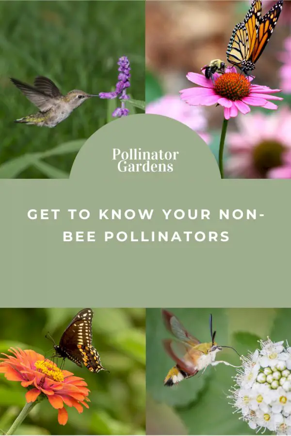 Pollinator Gardens: Get To Know Your Non-Bee Pollinators