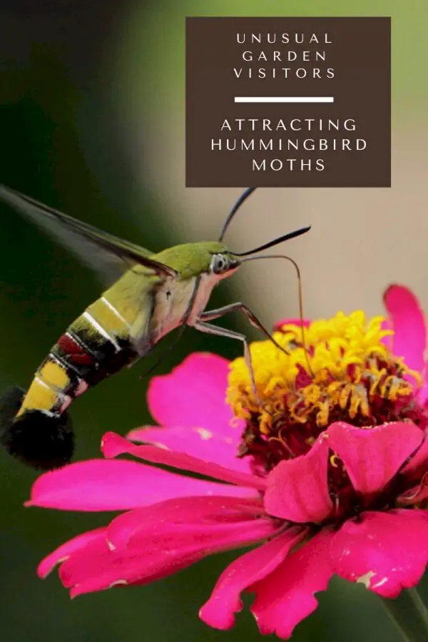 Unusual Garden Visitors – Attracting Hummingbird Moth Pollinators