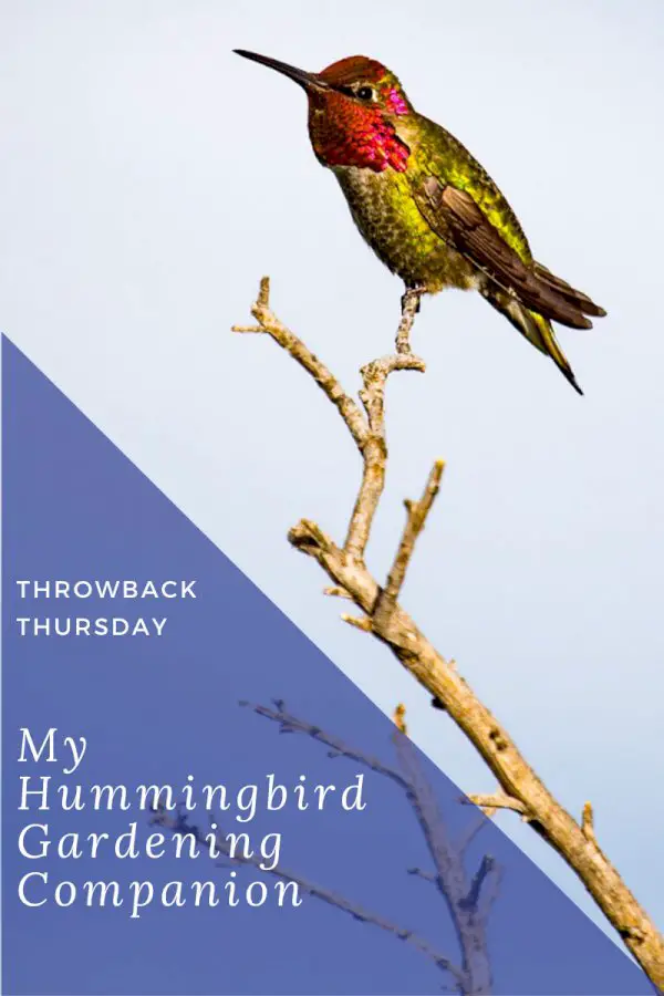 Hummingbird Garden Companion – An Unlikely Teacher I’ll Never Forget