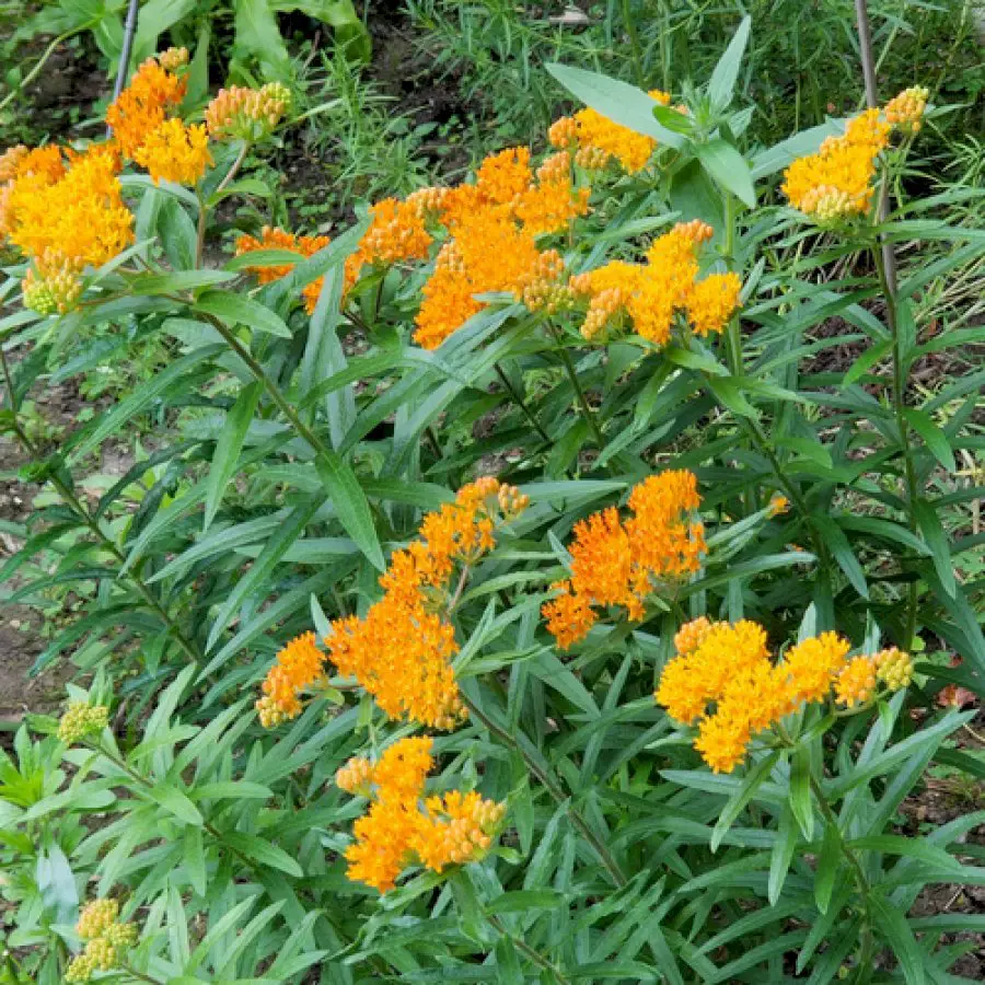 plant-lover’s-garden-in-indiana