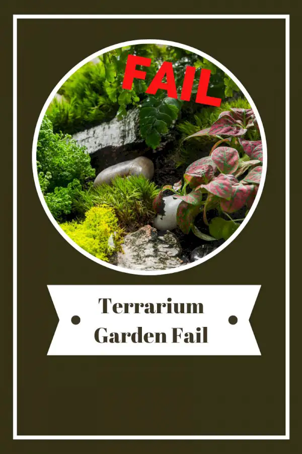 Terrarium Garden Fail: Miniature Landscape Terrarium Gone Wrong