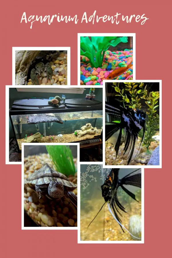 Aquarium Adventures – Lessons Learned The Hard Way