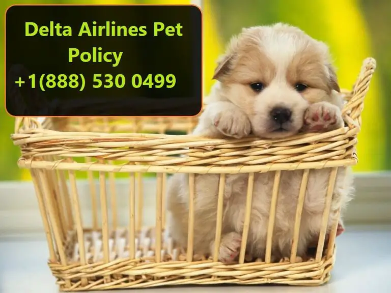 Delta Airlines Pet Policy and Reservations