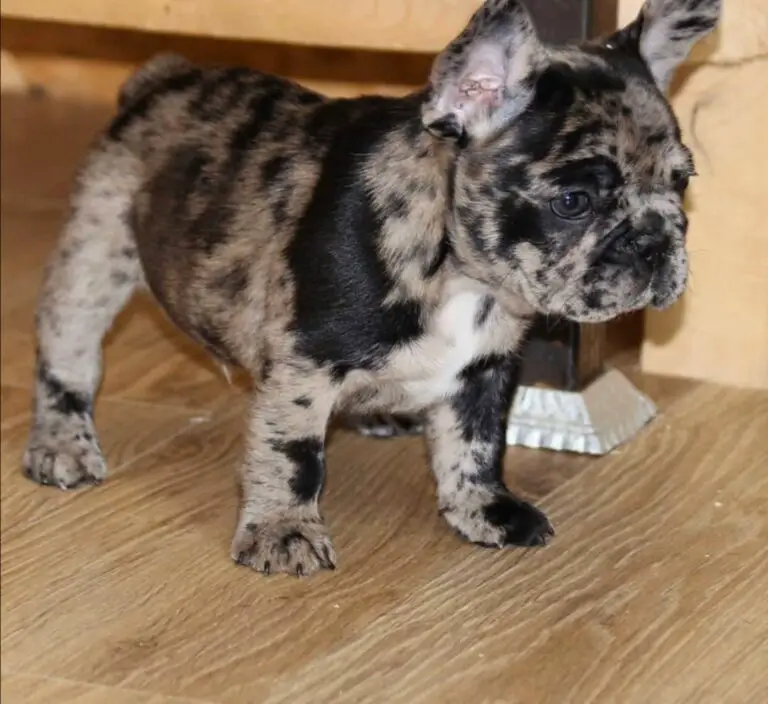 Best Strategy To Use For cheap french bulldog puppies for sale near me