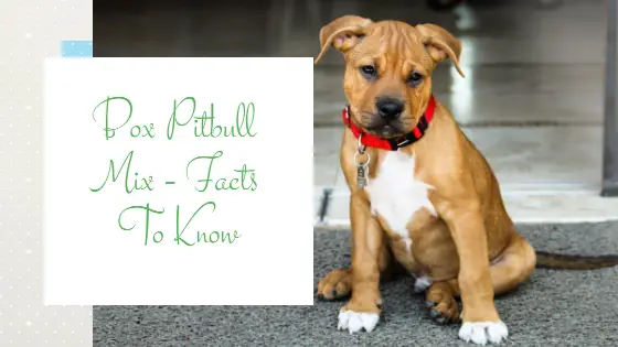 Box Pitbull Mix – Facts To Know