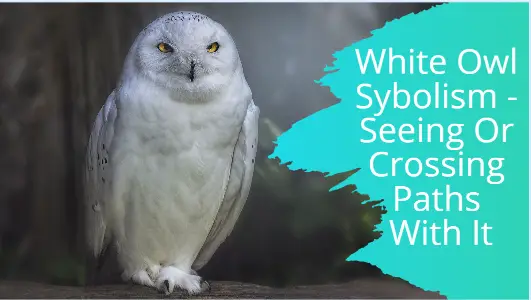 White Owl Sybolism – Seeing Or Crossing Paths With It