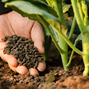 Benefits of using organic fertilizer for crops.