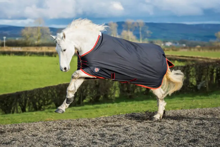 How To Decide Which Rug Size Is Suitable For Your Horse