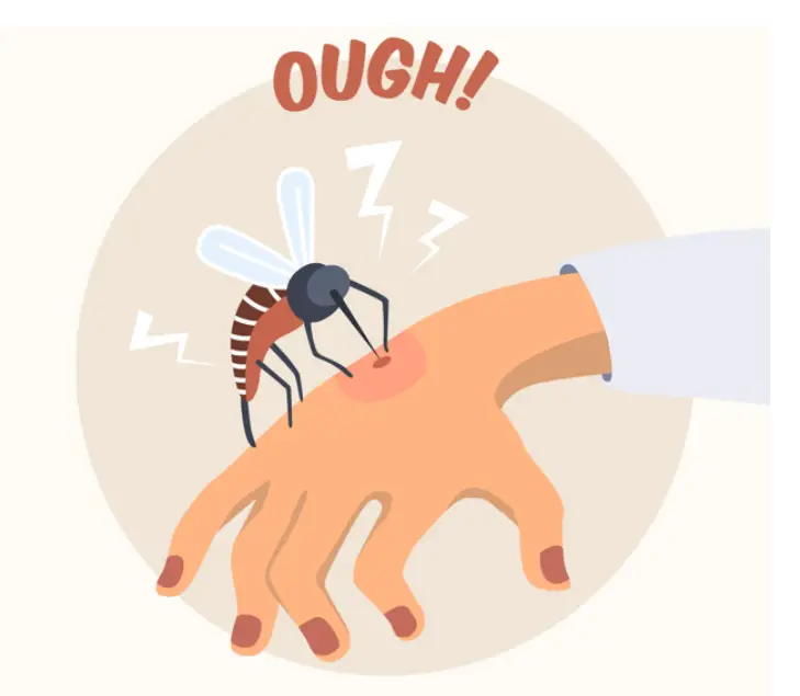 Common Types Of Mosquitoes In Singapore & How to Effective Ways To Get Rid Of Them