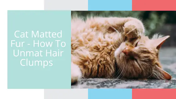 Cat Matted Fur – How To Unmat Hair Clumps