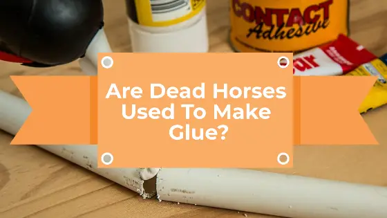 Are Dead Horses Used To Make Glue?