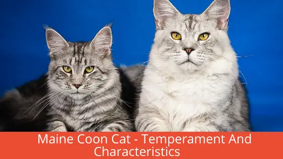 Maine Coon Cat – Temperament And Characteristics