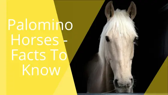 Palomino Horses – Facts To Know