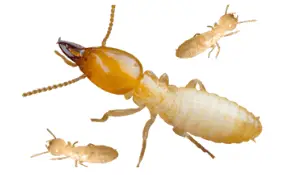 Keep Termites Free Home & Offices with Effective Pest Control Service in Singapore