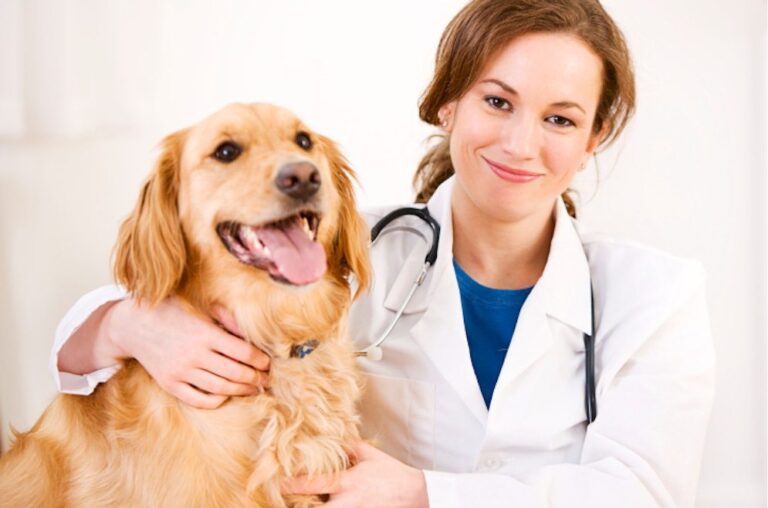 A High Profile Veterinarian Email List Facilitates Valuable Networking with Veterinarians