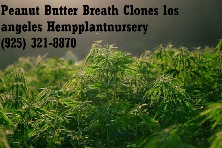 Peanut Butter Breath Clones San Jose Hempplantnursery