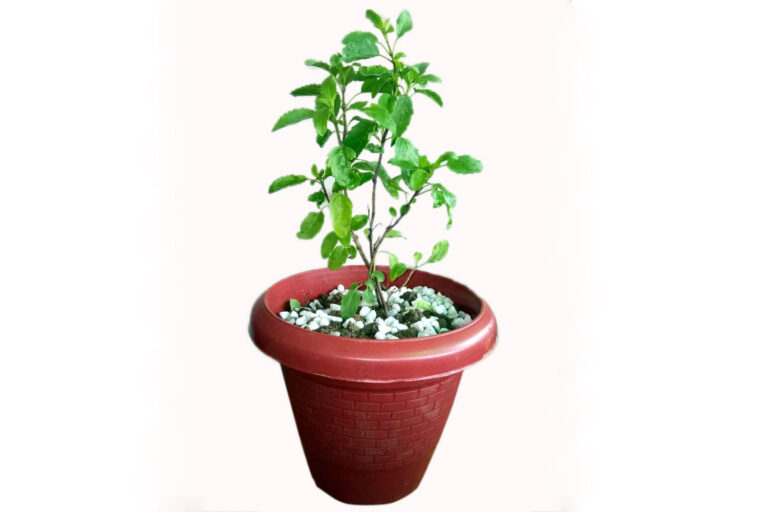 How to Put up Tulsi in Your Small Flat?