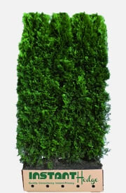 Planting And Growing Arborvitae Hedges