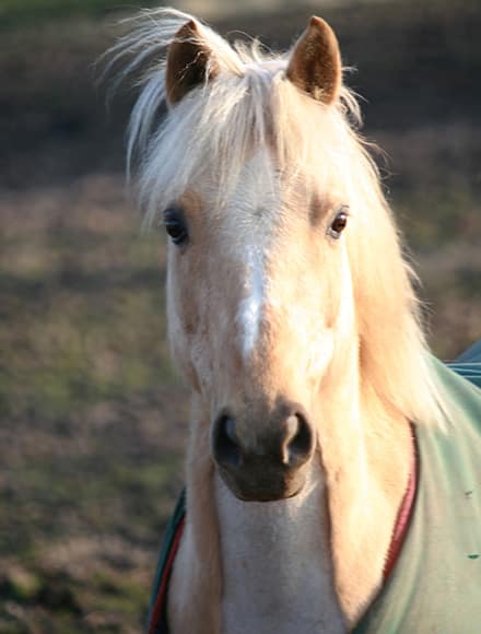 Why Horse Riding Is an Amazing Adventure