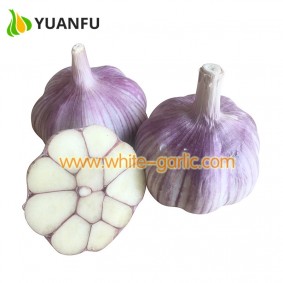 How to find the reliable garlic suppliers in your city?