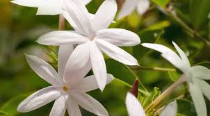 Information About the Jasmine Plant