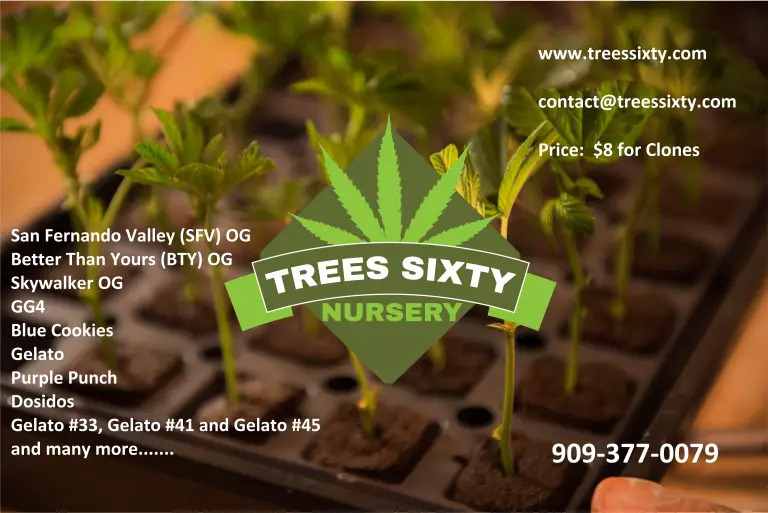 San Fernando Valley (SFV) OG Trees Sixty Clones