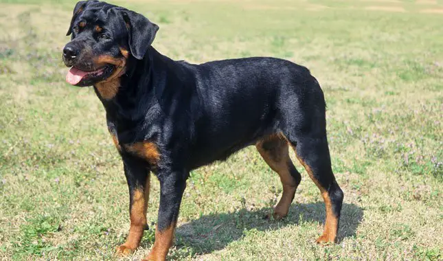 Rottweiler Dog Breed Information