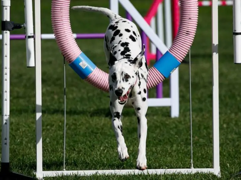 The Excitement of Dog Agility Training