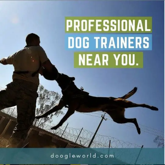 Dog Photos And Apps – All What It Takes To Train A Dog!
