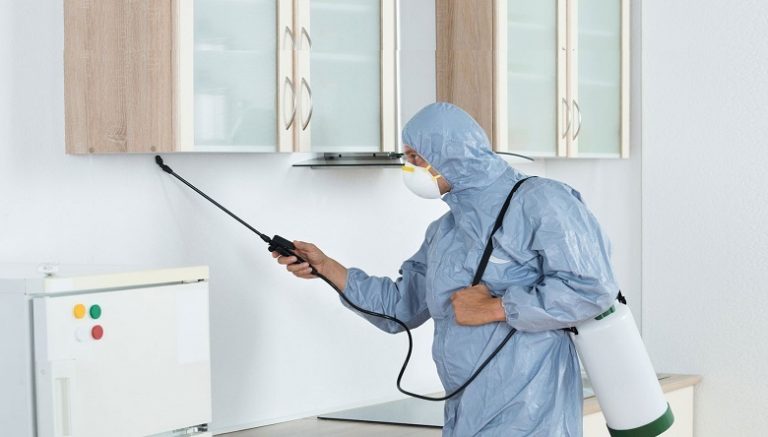 Why the professional company is best for pest prevention