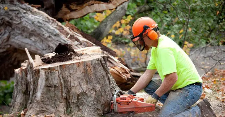 How to select a tree removal service provider – quick tips for beginners?