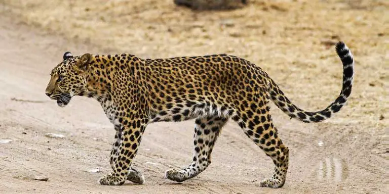 Jhalana Leopard Safari Price