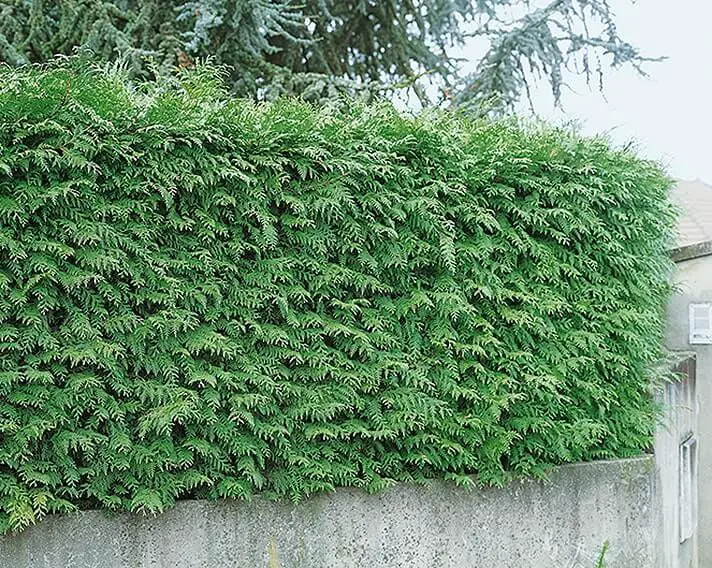 When to plant hedging plants?