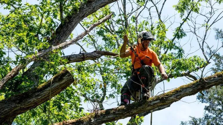 4 Signs Which you Should Employ A Tree Service Contractor