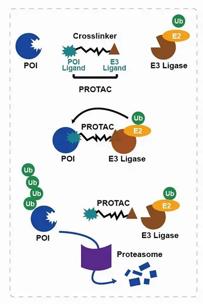 LYTAC technology, a lysosomal degradation technology