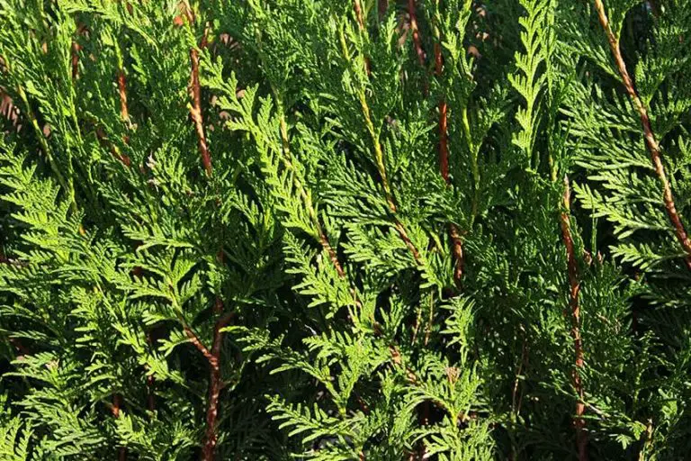 How Climate Change impacts the Western Red Cedar?