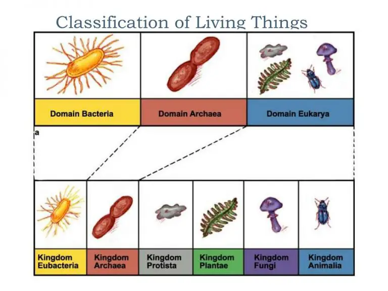 Gk for UPSC and Banking Exam- Classification of Livings in Biology