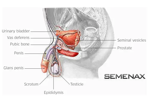 Semenax Review: The Best Semen Volume Pills?