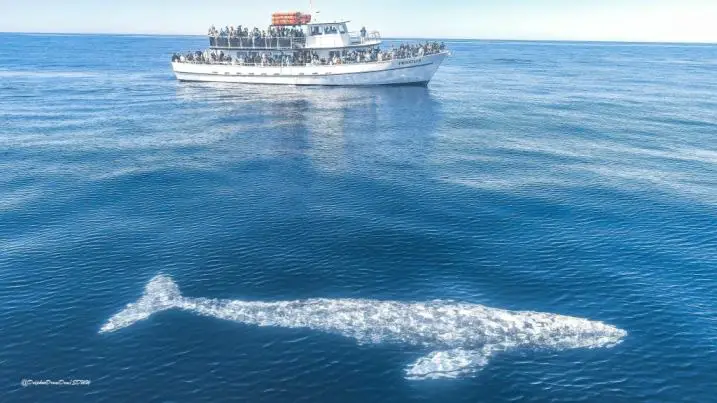 What a fine facility of whale watching cruise?