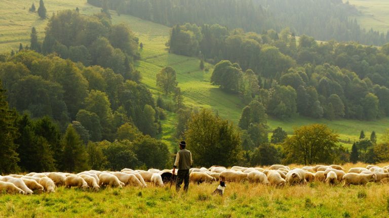 Guide to Raising Sheep – Uncomplicated and Straightforward Tips to Know Ahead of You Raise Sheep